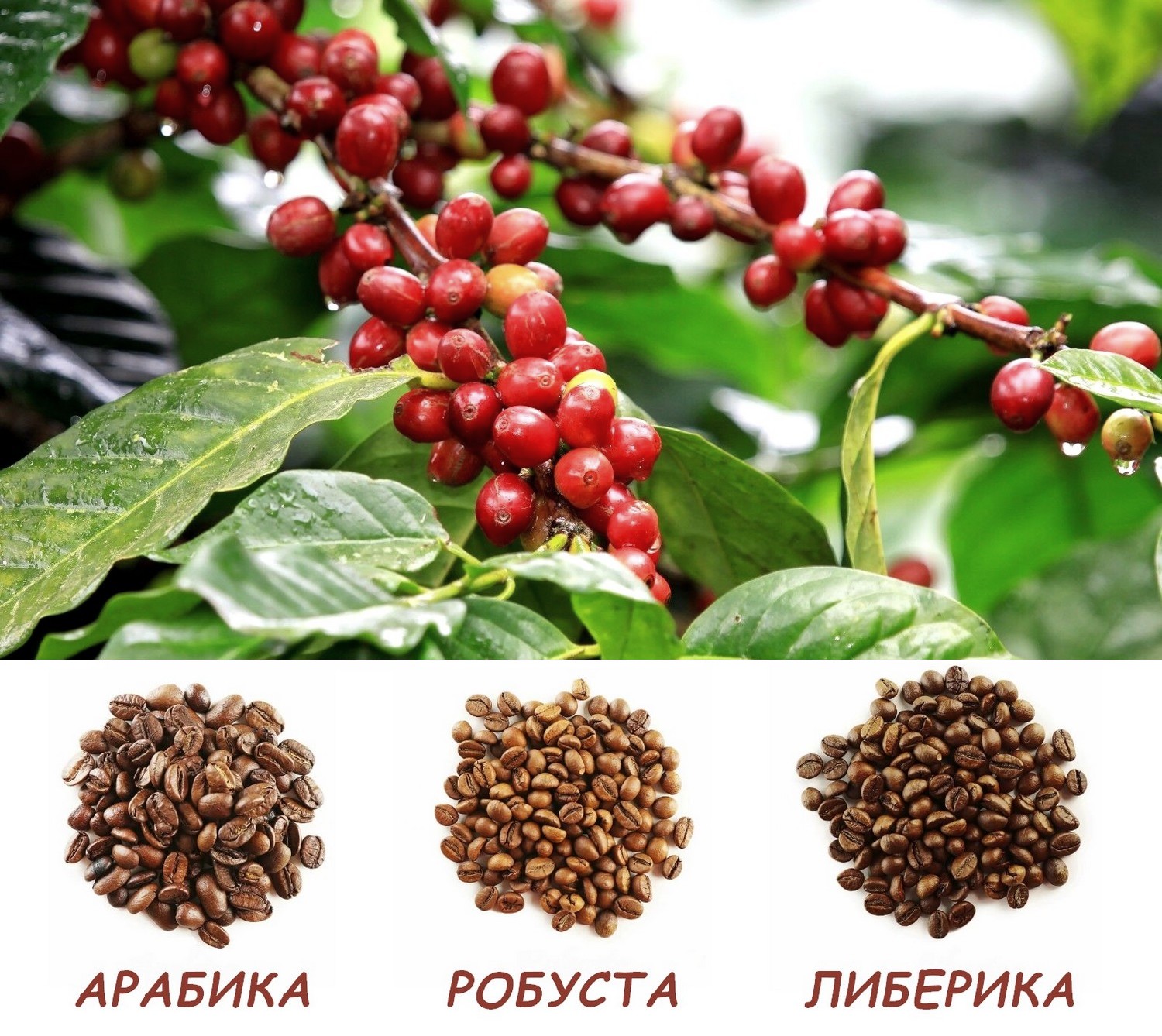 Кофе это фрукт. Арабика Робуста Либерика. Coffea Arabica дерево. Кофейные деревья Арабика и Робуста. Кофе Арабика Робуста Либерика.