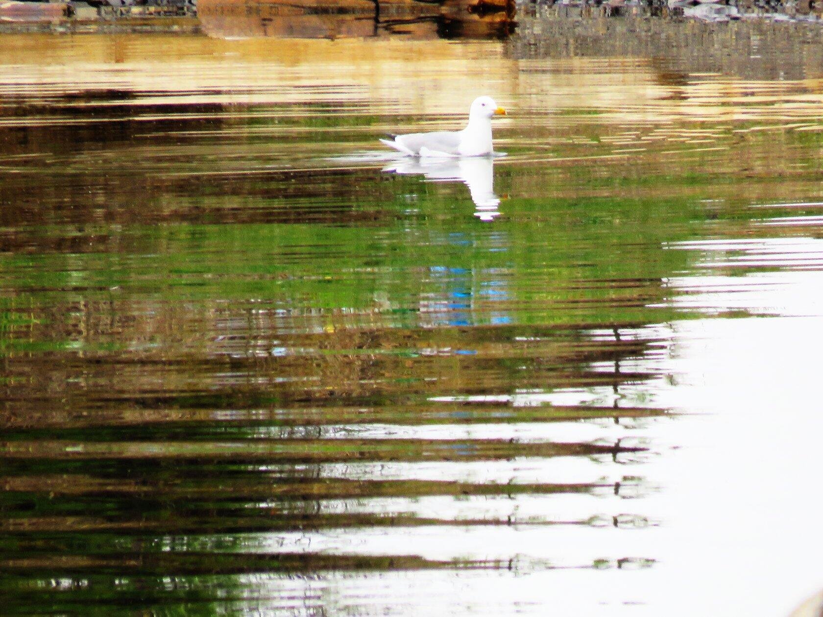 Чайка на Усть-Илимском водохранилище