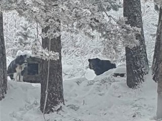 По посёлку Невон разгуливает медвежонок